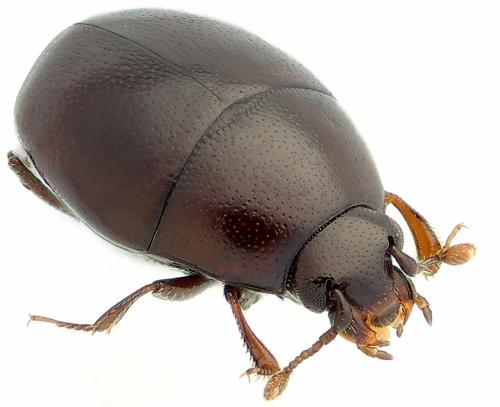 Réf. 332 769 : Acritus analis